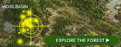Explore Veldtloor Forest